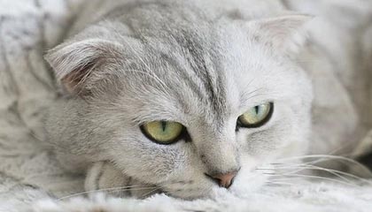 -阿莱格里或将接任巴萨新帅，球迷期待斩获冠军，巴萨阿莱纳